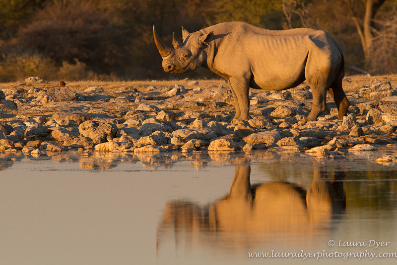 Black Rhino in Etosha - African Mammals