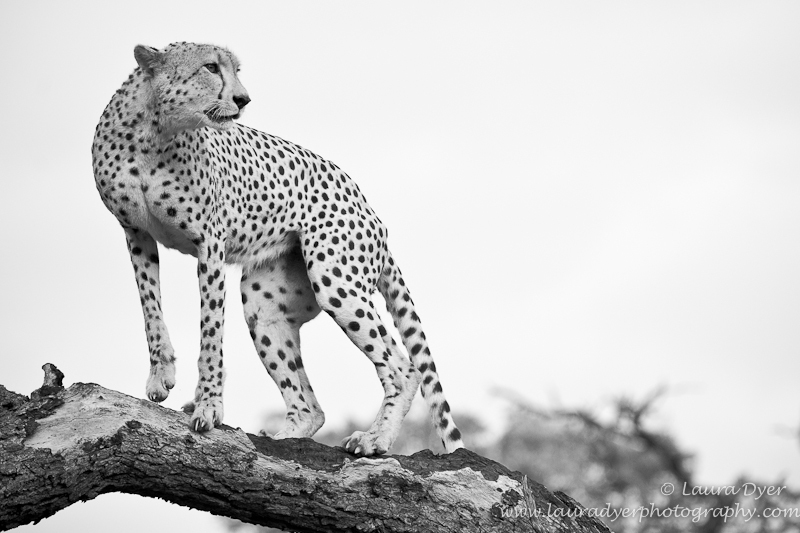 Cheetah on a dead tree