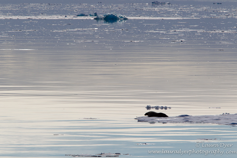Seal on drift ice - Svalbard