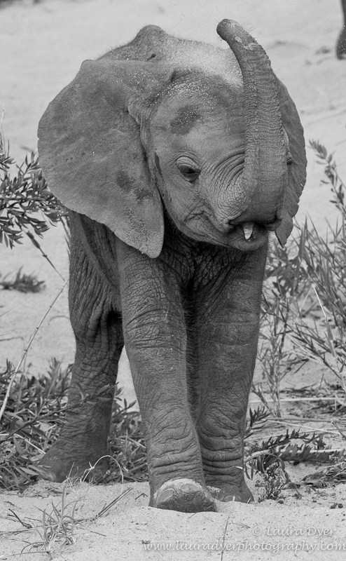 Baby elephant throwing sand