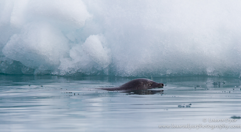 Ringed seal swimming between icebergs - Svalbard