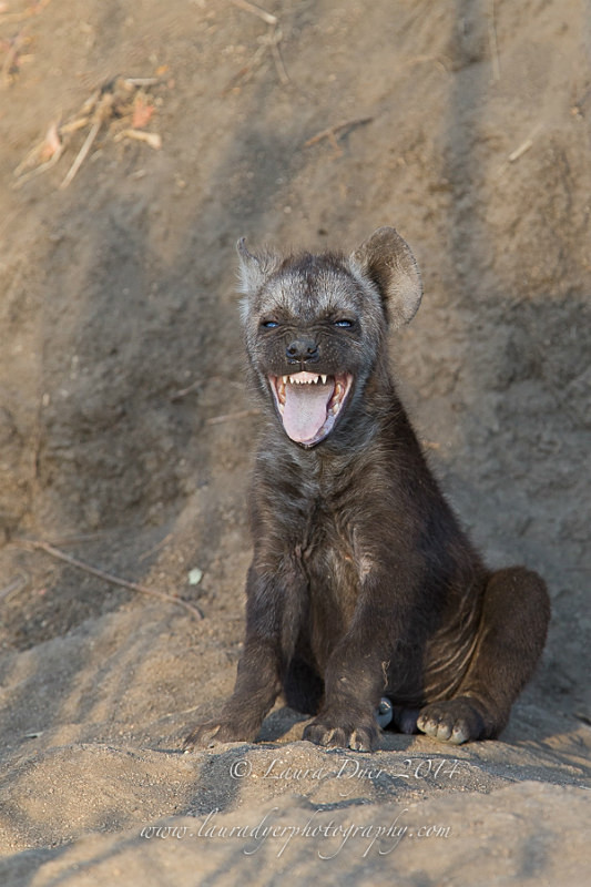 Hello there... - Hyena