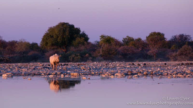 Black rhino in environment at sunset