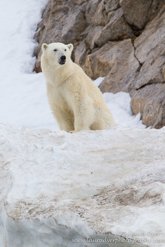 Summer Polar Bear - Svalbard