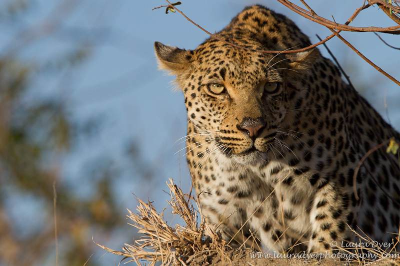 Termite mound stalker - Leopards