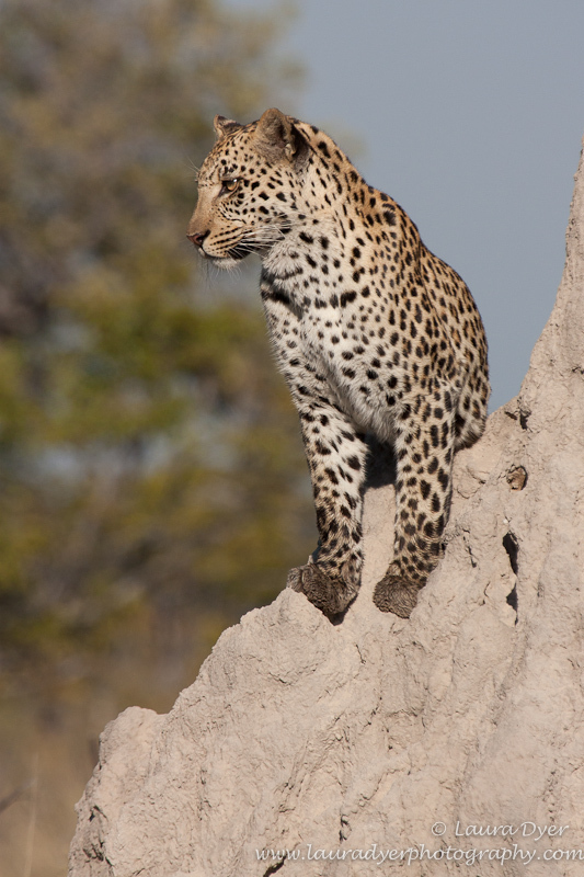 Leopard Vantage Point - Leopards