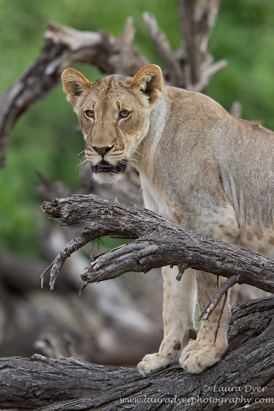 Lioness sitting on a dead tree branch