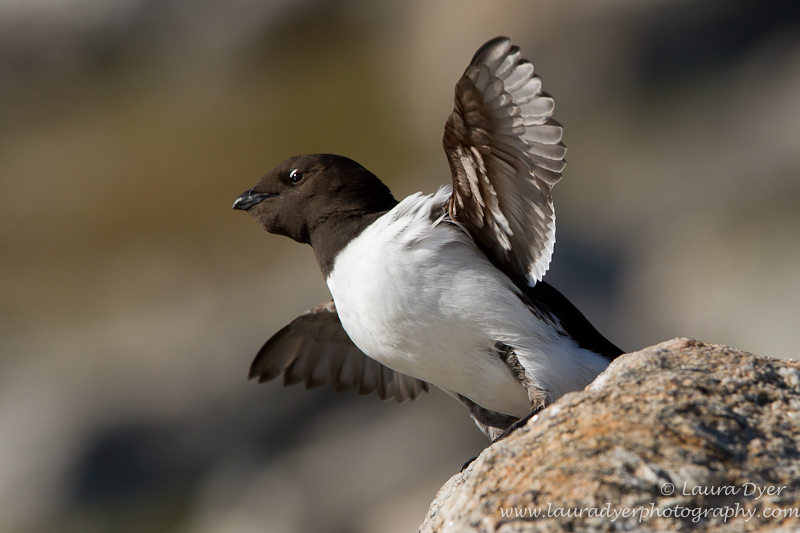 Fluttering Little Auk