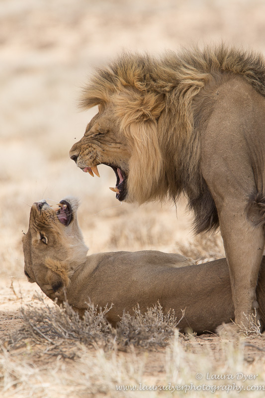 Stop shouting! - Lions