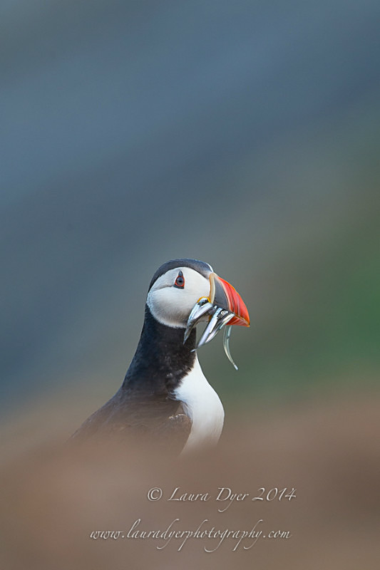 Sandeels at dawn - Seabirds