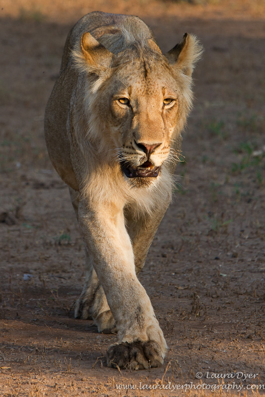 Male lion stalking the vehicle