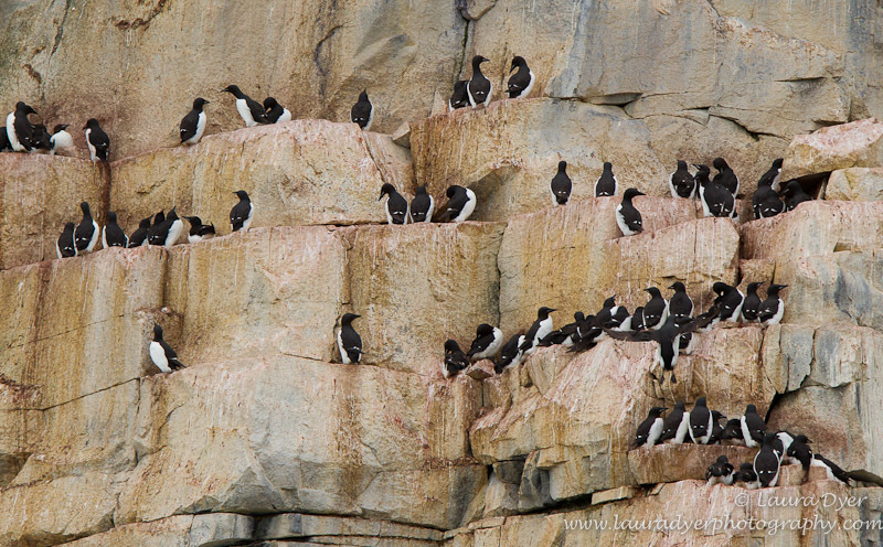 Guillemot nesting cliffs - Svalbard
