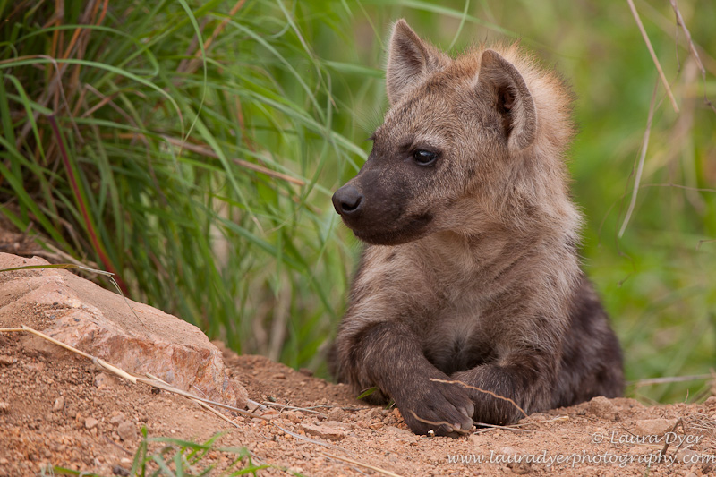 Hyena cub at den