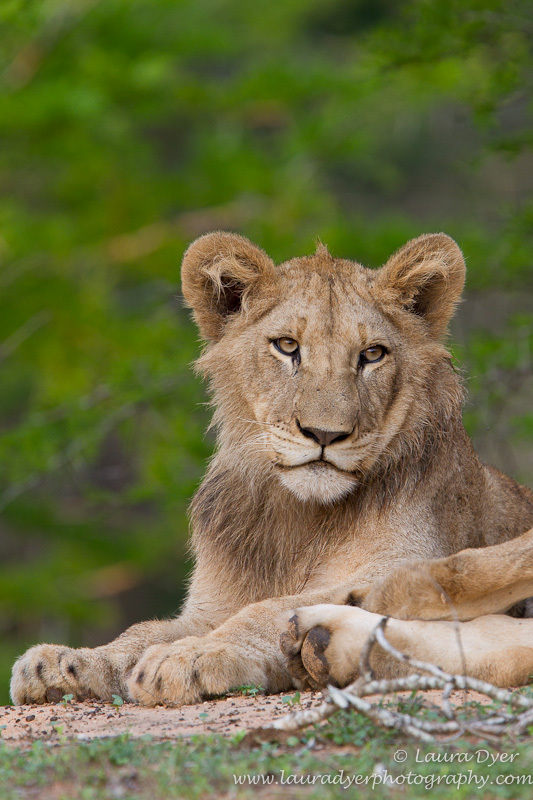 Lion portrait - Lions