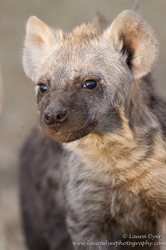 Hyena cub portrait - Hyena