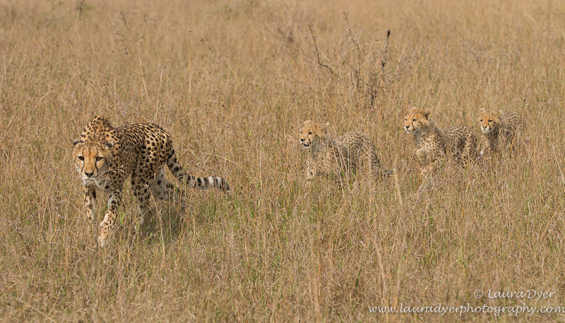 Cheetah and cubs - Cheetah