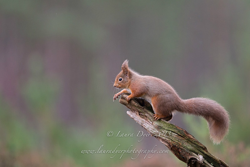 Red squirrel - British Wildlife