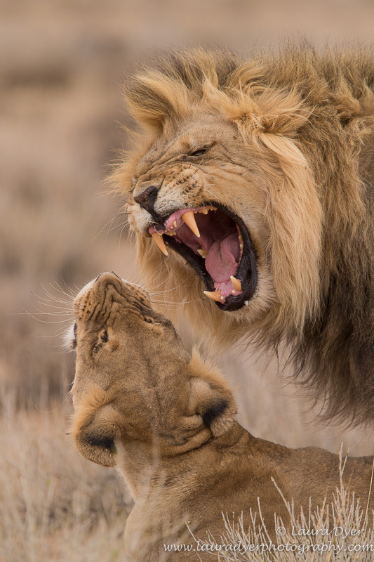 Kalahari couple - Lions