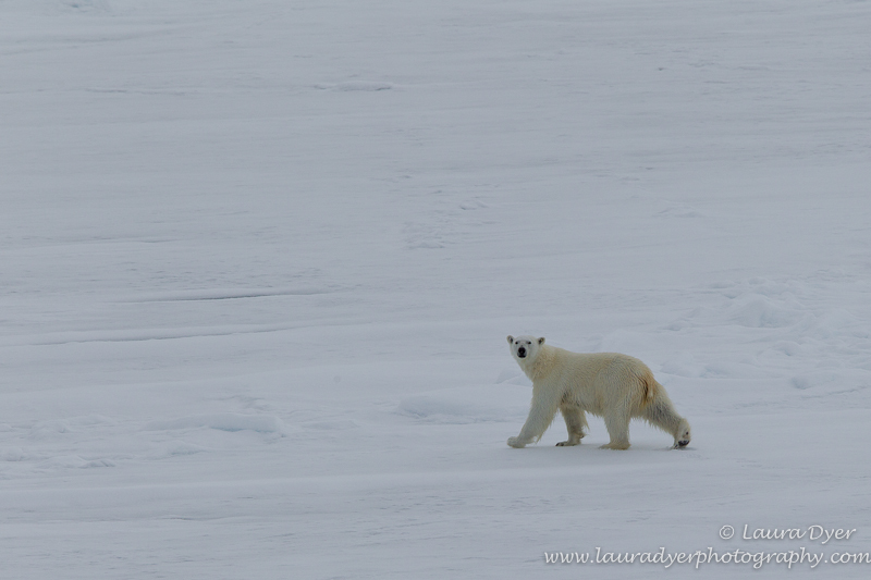 Bear on the pack ice - Svalbard