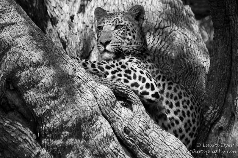 Leopard and bark patterns - Monotone