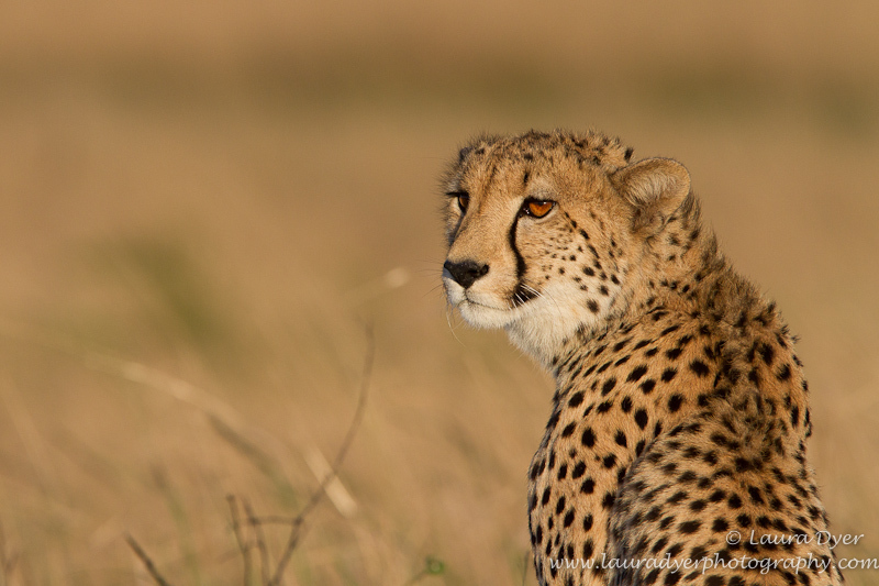 Cheetah on the marsh - Cheetah