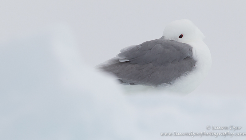 Kittiwake on Ice Floe - Svalbard