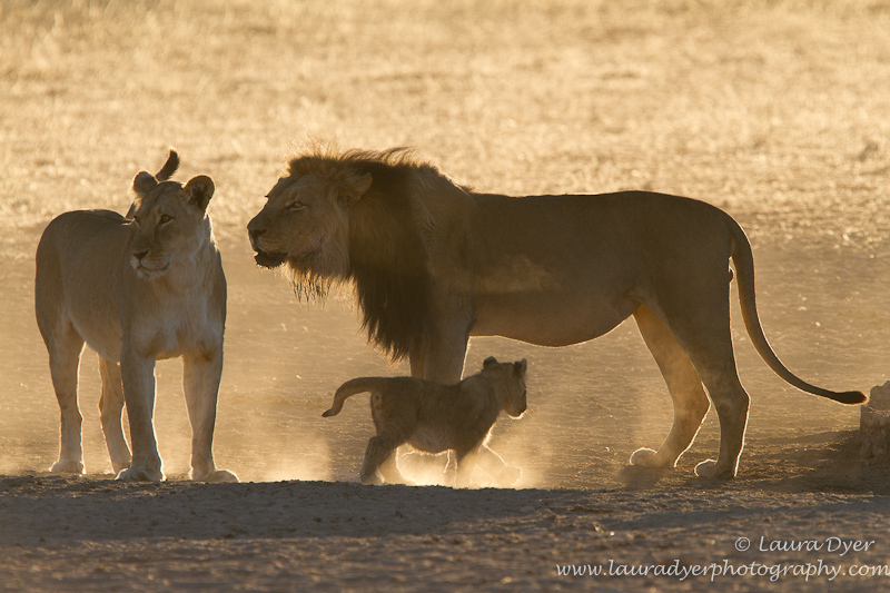 Kalahari family - Lions