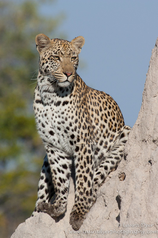 Leopard on termite mound