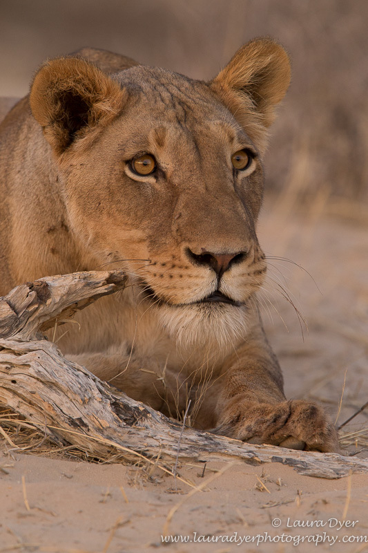 Ready to pounce - Lions