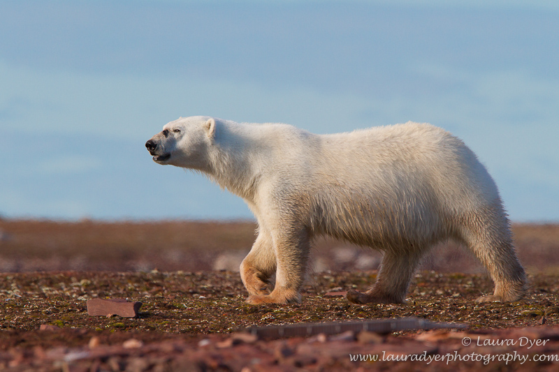 Marching polar Bear in Svalbard
