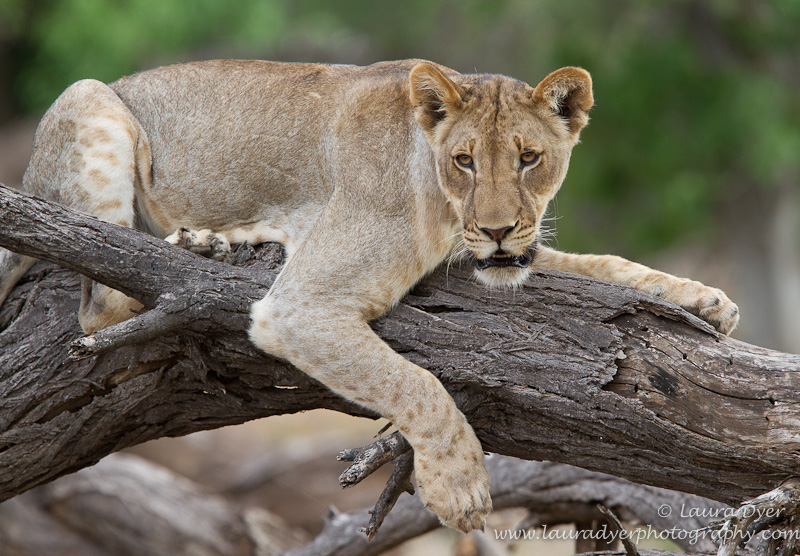 Lioness in a dead tree