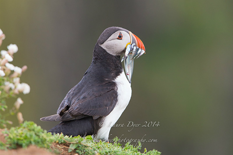 Sandeels in the flowers - Seabirds