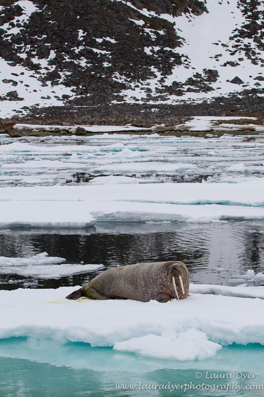 Walrus on ice - Svalbard