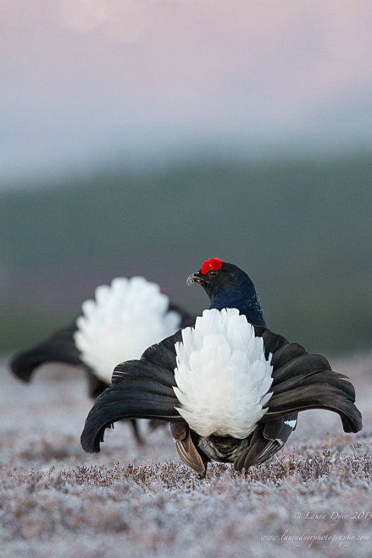 Black grouse at dawn - British Wildlife