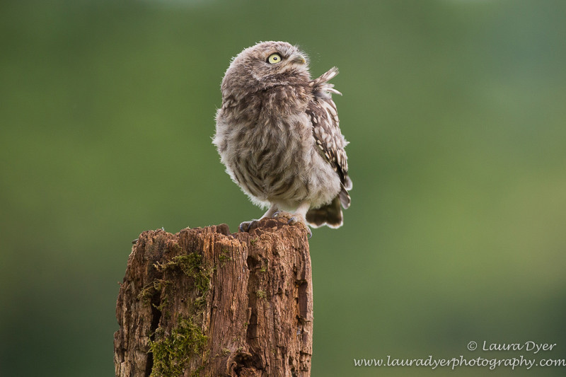 Eyes wide - British Wildlife