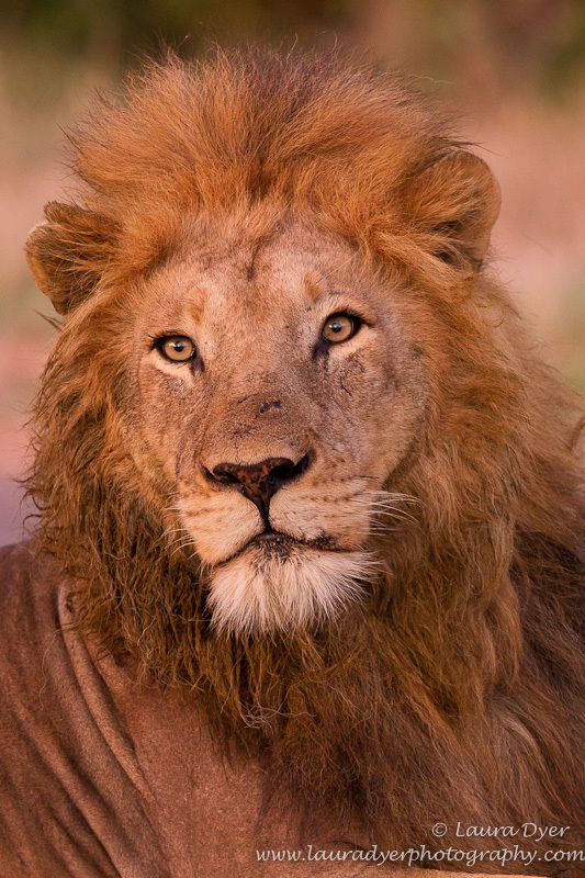 Shingwedzi sunrise male - Lions
