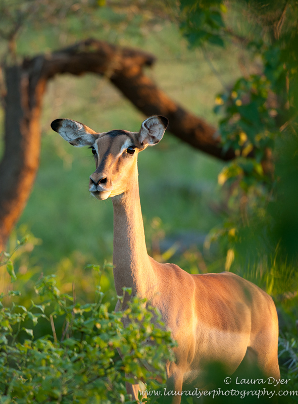 Impala a sunset