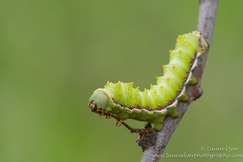 Mopani worm on branch