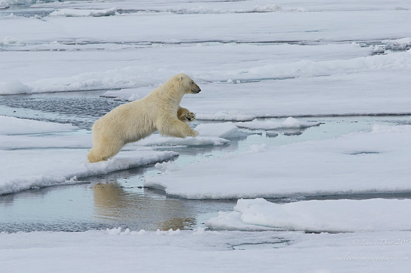 Jumping bear - Svalbard
