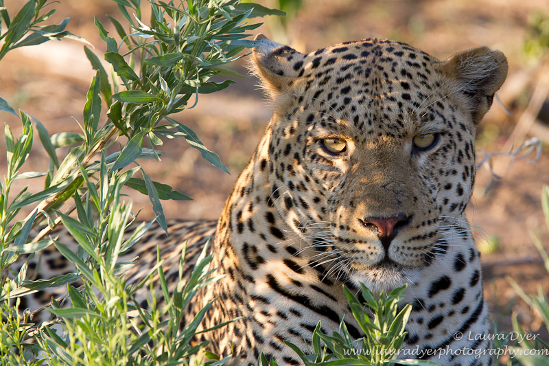 Male leopard portrait at sunset