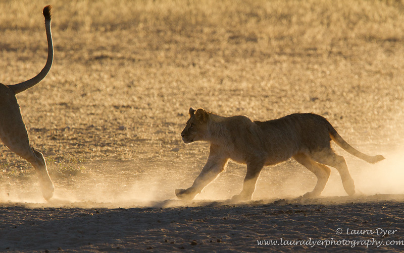 Chasing tails - Lions