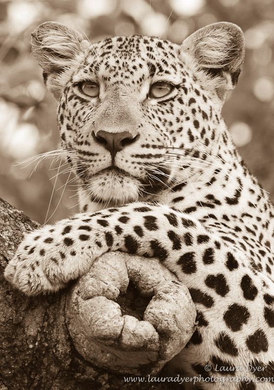 Female leopard portrait