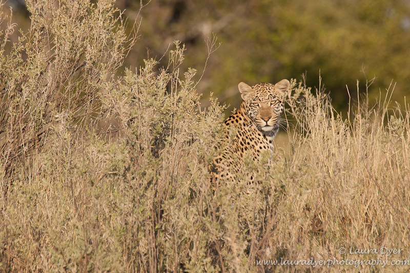 Leopard in Delta environment - Leopards