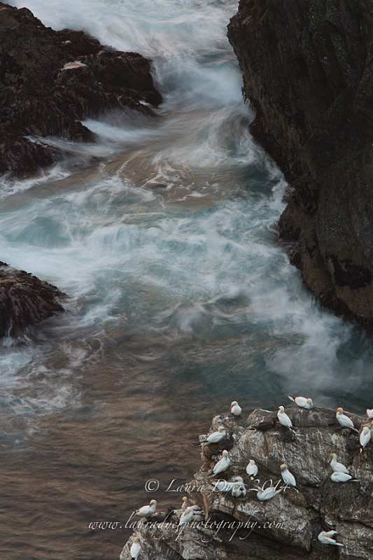 Gannet colony and silky water - British Wildlife