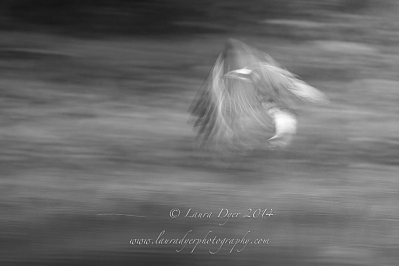 Osprey Poetry in Motion - British Wildlife