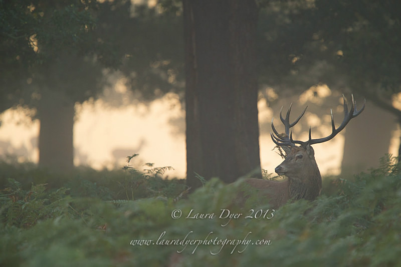 Red Deer dawn - British Wildlife