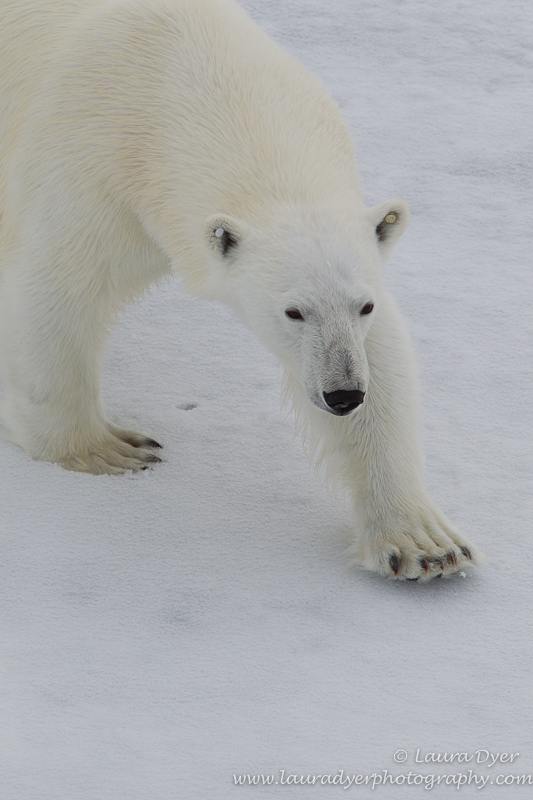Polar bear approaching the ship - Svalbard