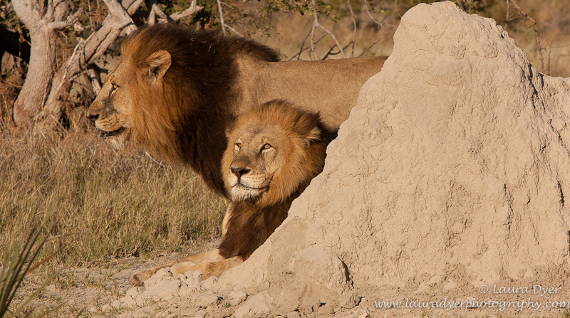 Okavango brothers - Lions