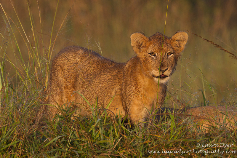 Lion cub