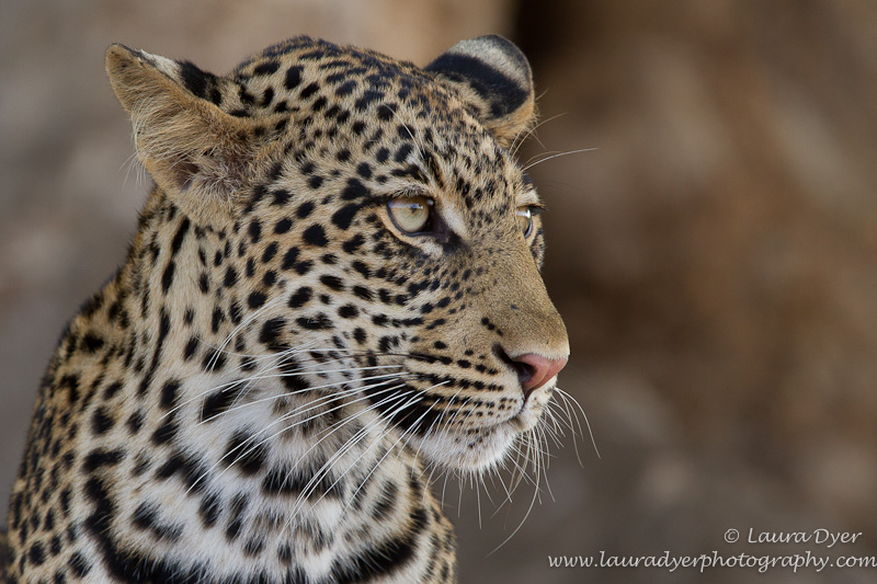 Young leopard in a Mashatu tree